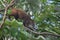 Coati animals fauna exotic Yucatan tropical