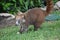 Coati animals fauna exotic Yucatan tropical Mexico