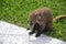 Coati animals fauna exotic Yucatan tropical Mexico