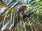 Coati Balancing on Palm Branch