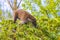 Coati climb trees branches and search fruits tropical jungle Mexico