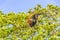 Coati climb trees branches and search fruits tropical jungle Mexico