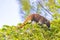 Coati climb trees branches and search fruits tropical jungle Mexico