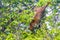 Coati climb trees branches and search fruits tropical jungle Mexico