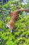 Coati climb trees branches and search fruits tropical jungle Mexico