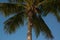 Coati climbing down a palm tree