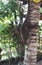 Coati Climbing Down Tree