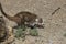 Coati coatimundi foraging for food