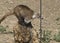 Coati coatimundi raiding a bird feeder