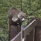 Coati coatimundi raiding a hummingbird feeder