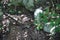 Coati, coatimundis, mexican fauna in Tulum, Yucatan