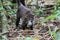 Coati, Corcovado national park, Costa Rica