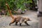 Coati in El Corchito Ecological Reserve Mexico