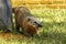 Coati in the grass in Iguazu National Park Misiones. Wildlife. Animal in the rainforest. Endemic animals in Argentina. Cute and