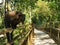 Coati guarding the walkway