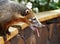 Coati at Iguazu Falls in Argentina