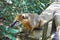 Coati in Iguazu National Park Misiones. Wildlife. Animal in the rainforest. Endemic animals in Argentina. Cute and small animal in