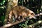 Coati at IguazÃº Falls - Brazil