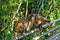 Coati at IguazÃº Falls - Brazil