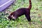 coati mammal animal in arenal costa rica central america