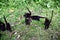 coati mammal animal in arenal costa rica central america