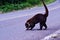 coati mammal animal in arenal costa rica central america