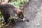 Coati mammal animal , in Arenal lake and volcano park area, Costa rica