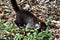 Coati mammal animal , in Arenal lake and volcano park area, Costa rica