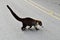 Coati mammal animal , in Arenal lake and volcano park area, Costa rica