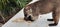 Coati mammal sniffing his food