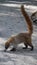 Coati Mexican raccoon brown fury animal long nose and tail sniffing at the ground