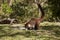 Coati-Mundi closeup looks for food