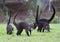 Coati-Mundi group on the grass in Costa Rica