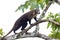 Coati-Mundi in tree in Costa Rica