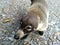 Coati Nasua