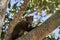 Coati Nasus Nasus climbing through the a tree in the southern Pantanal of Brazil