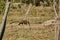 Coati Nasus Nasus foraging on the ground in the southern Pantanal a swampy area of Brazil