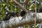 Coati Nasus Nasus relaxing in a tree in the southern Pantanal of Brazil a Coati looks like a little bear