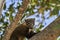 Coati Nasus Nasus in the southern Pantanal of Brazil