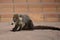 Coati, native mammal in Costa Rica.