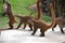 coati. Nature, tropics, Caribbean, Yucatan, Mexico