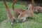 Coati. Nature, tropics, Caribbean, Yucatan, Mexico