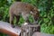 Coati. Nature, tropics, Caribbean, Yucatan, Mexico