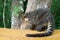 Coati, one of many Raccoon-like Creatures found at Iguazu Falls National Park, Puerto Iguazu, Argentina