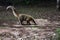 Coati, one of many Raccoon-like Creatures found at Iguazu Falls National Park, Puerto Iguazu, Argentina