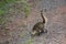 Coati, one of many Raccoon-like Creatures found at Iguazu Falls National Park, Puerto Iguazu, Argentina