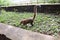 Coati, one of many Raccoon-like Creatures found at Iguazu Falls National Park, Puerto Iguazu, Argentina