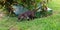 Coati over the grass