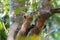 Coati over a tree trunk