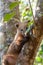 Coati over a tree trunk